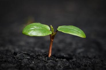 Terra Preta 160 Liter torffrei BioNaturPlus Premium