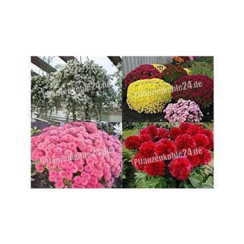 Terra Preta für Blumen