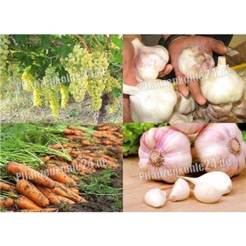 Terra Preta für Gemüse