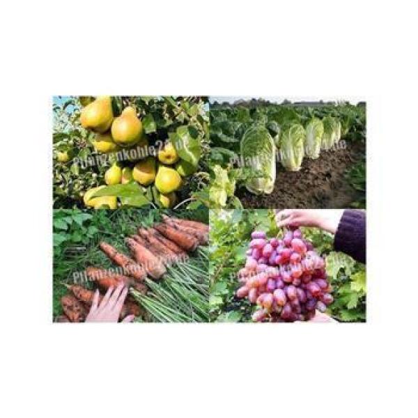 Terra Preta 40 Liter torffrei BioNaturPlus Premium